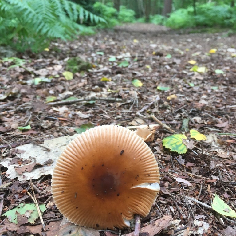 A photo of a mushroom lying on a woodland trail