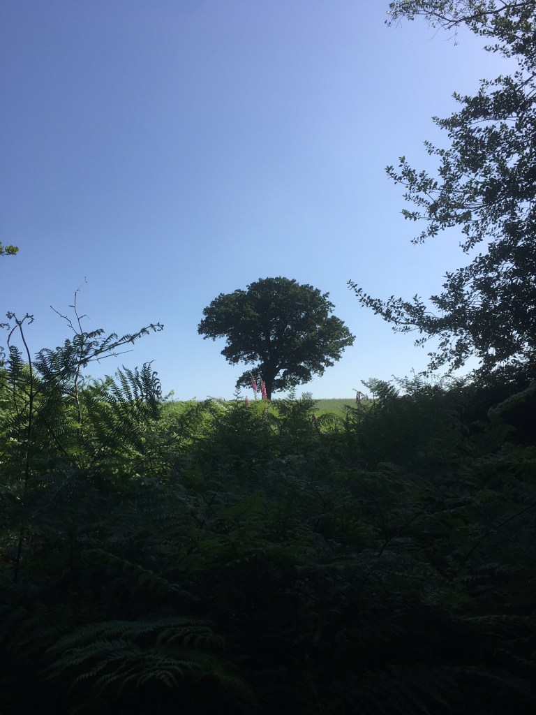 A photo of a leafy oak tree on a ridge in a green meadow under a blue sky
