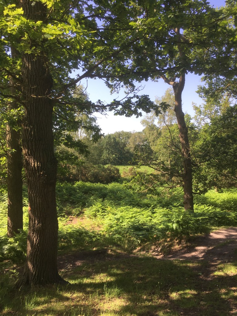 A photo of the countryside looking out over fields and woodland