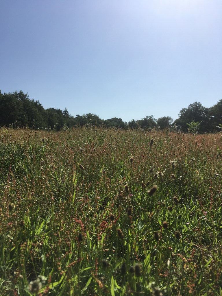 A photo of a meadow under a clear blue sky