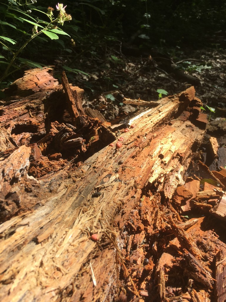 A close up photo of a rotting tree growing some coral spot fungus 