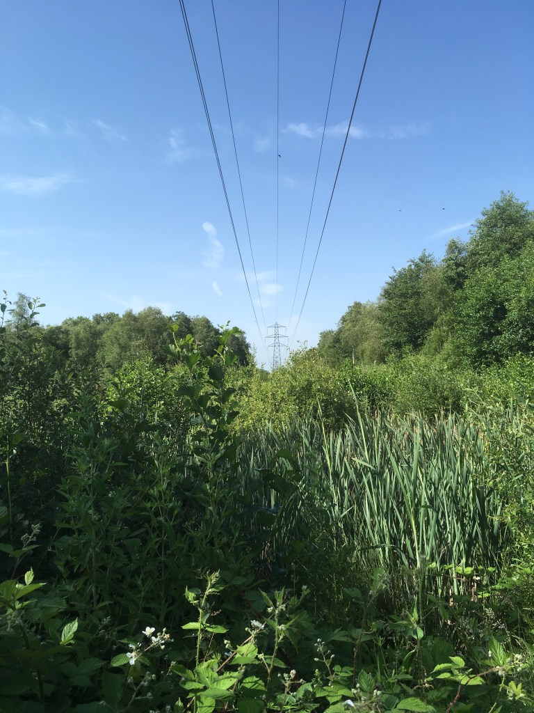 A photo of power lines stretching over a wetland nature reserve under a bright blue sky