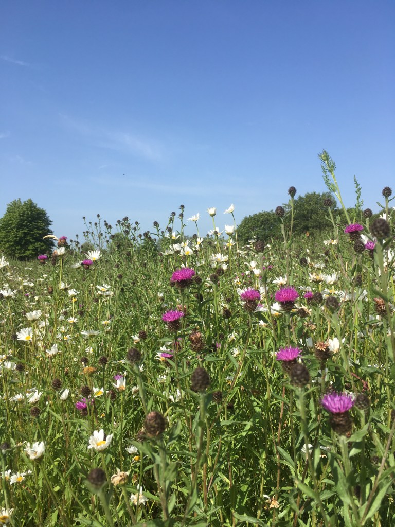 A photo of a wildflower meadow and mature trees under a blue sky