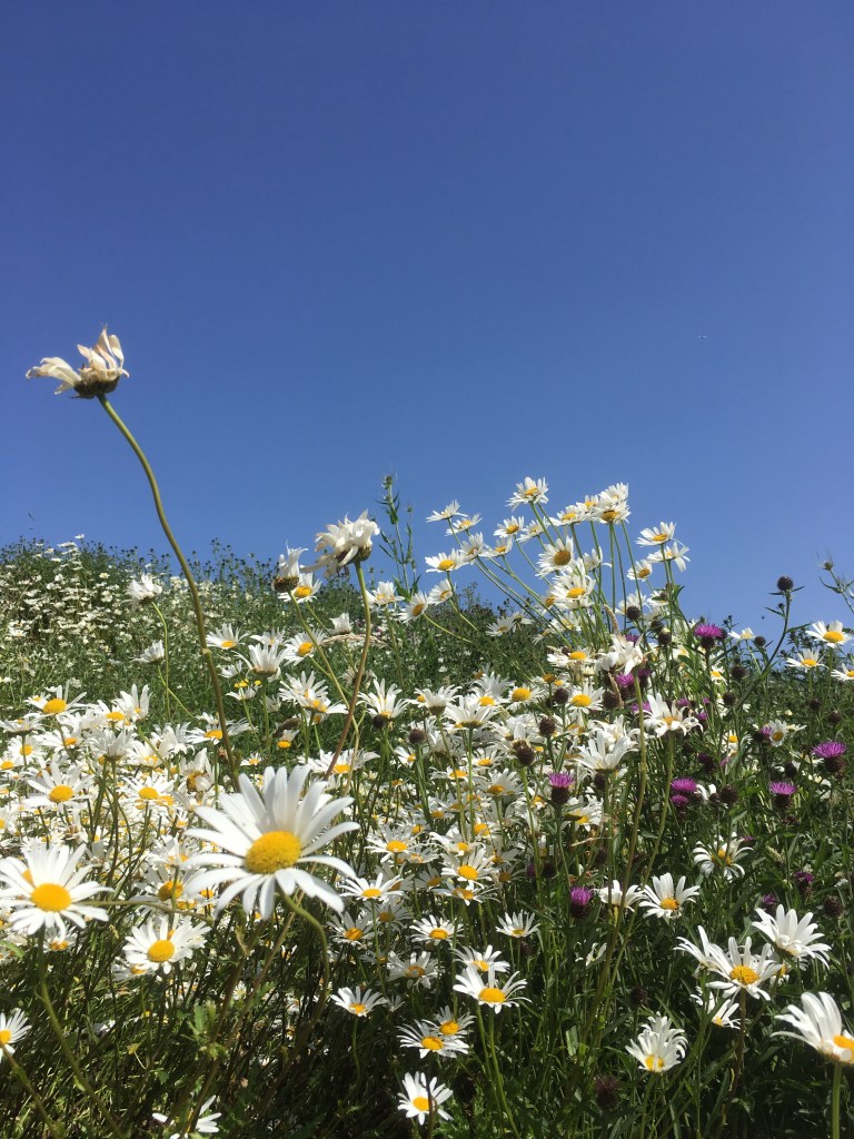 A photo of wildflowers on a hill against a blue sky