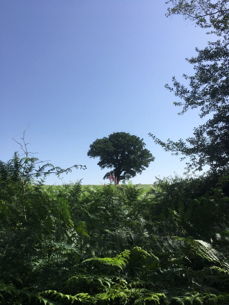 A photo of a leafy oak tree on a ridge in a green meadow under a bright blue sky