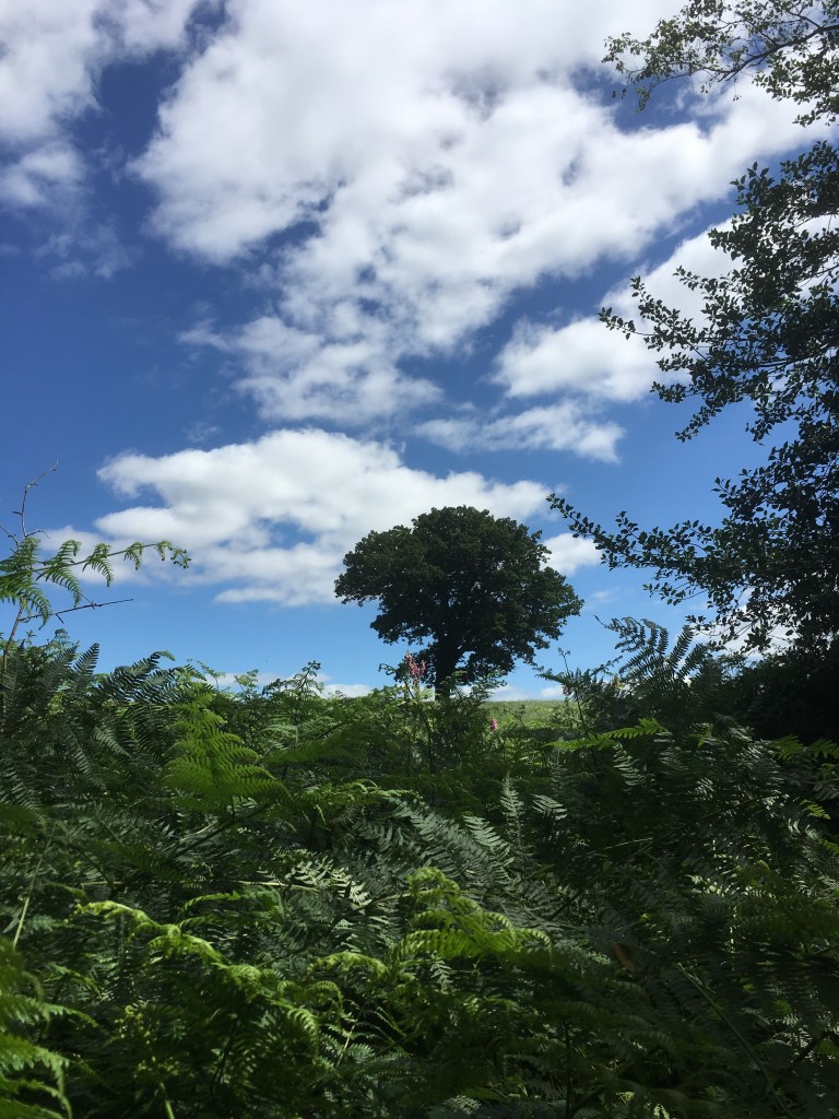 A photo of a leafy oak tree on a ridge in a green meadow under a blue sky dotted with fluffy white clouds.