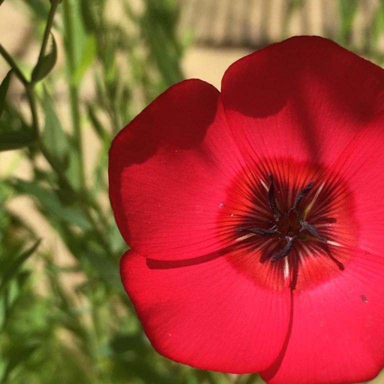A close up of a red crimson flax flower on a pot on a patio