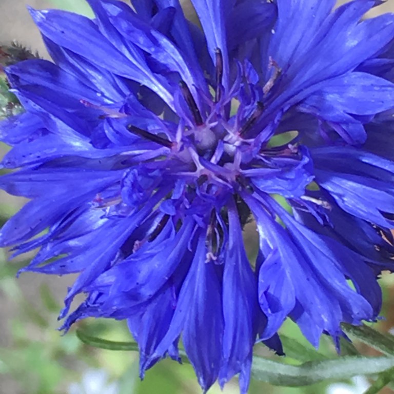A close up photo of a blue cornflower