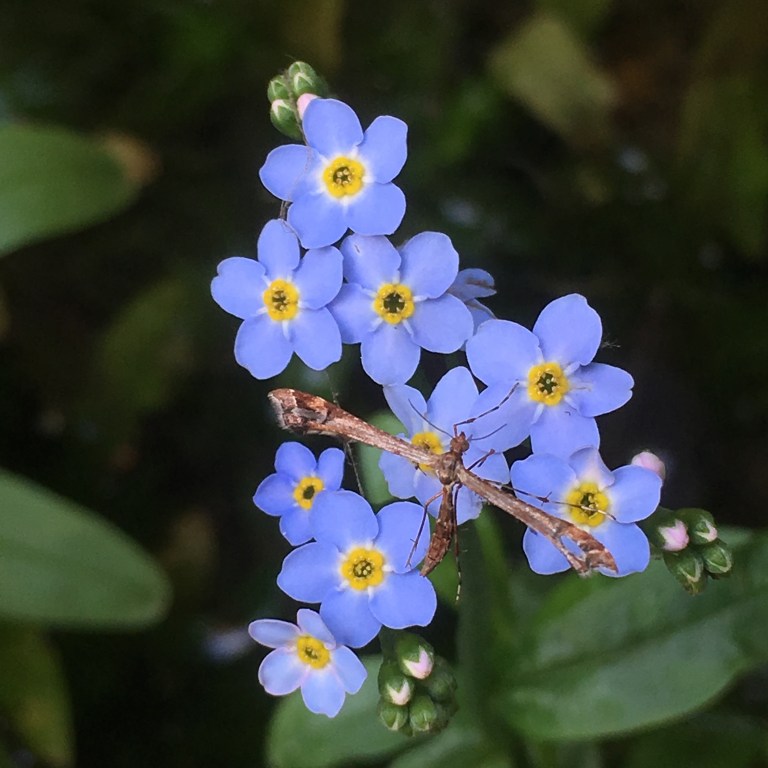 A small insect on pale blue forget-me-not flowers in a pond