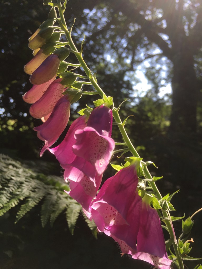 A photo of foxglove flowers in bright sunshine surrounded by shaded woodland