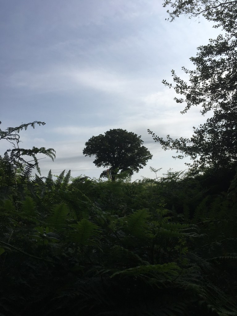 A photo of a leafy oak tree on a ridge in a green meadow under a cloudy grey sky