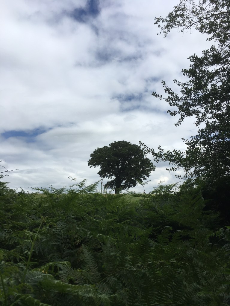 A photo of an oak tree on a ridge in a green meadow under a sky filled with white, wispy clouds 