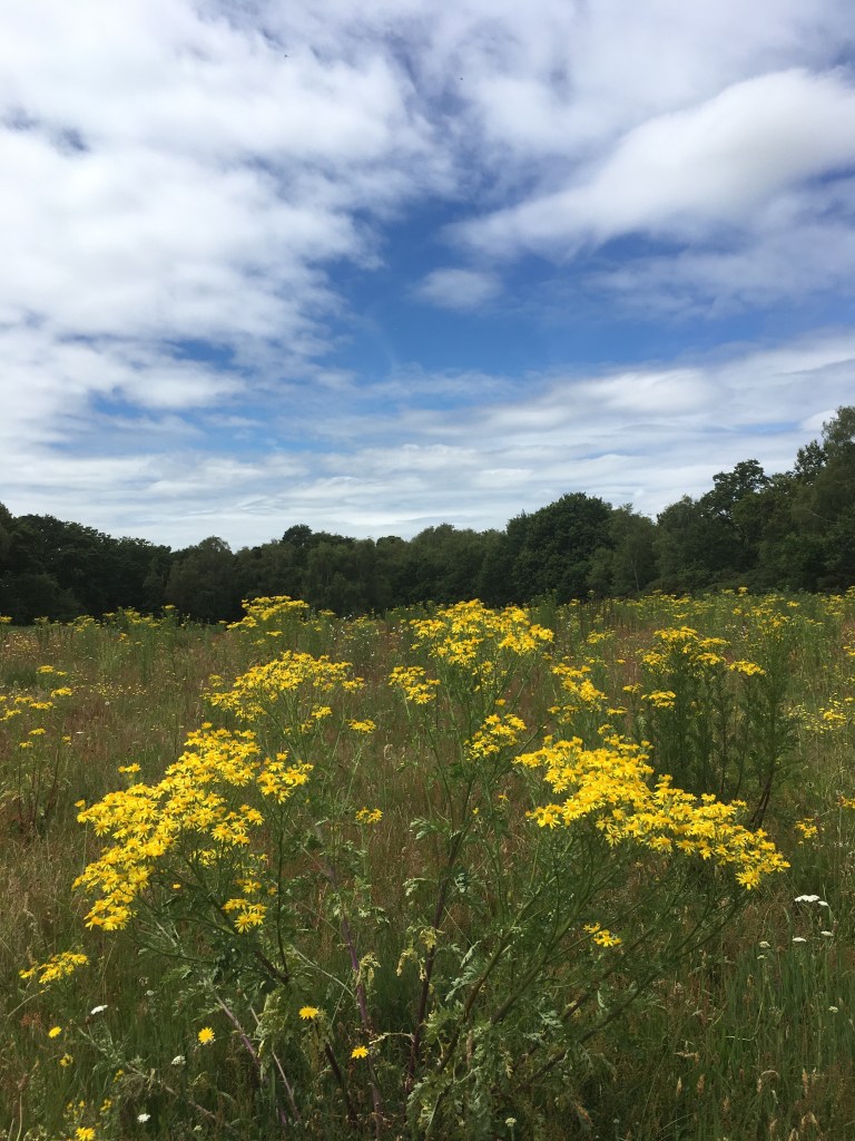 A photo of yellow flowers in a meadow under a blue sky and white clouds