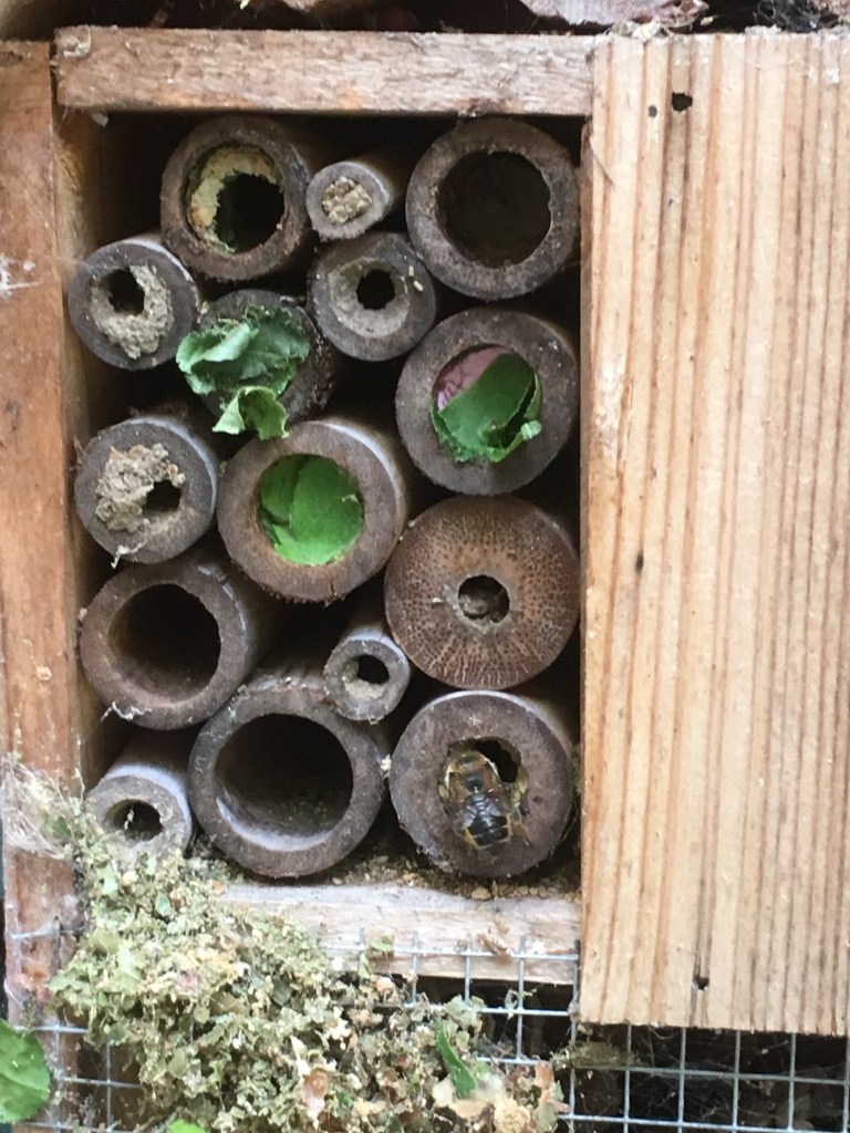A photo is of a bee filling hollow bamboo with petals and leaves