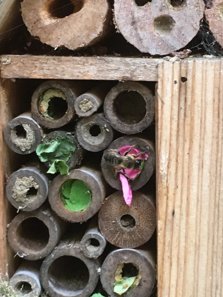 A photo is of a bee filling hollow bamboo with petals and leaves