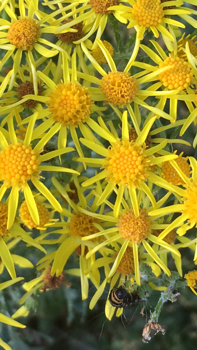 A close up photo of clump of ragwort.  Yellow flowers with an amber centre and thin yellow petals.  In the bottom right corner is a black and yellow striped caterpillar.