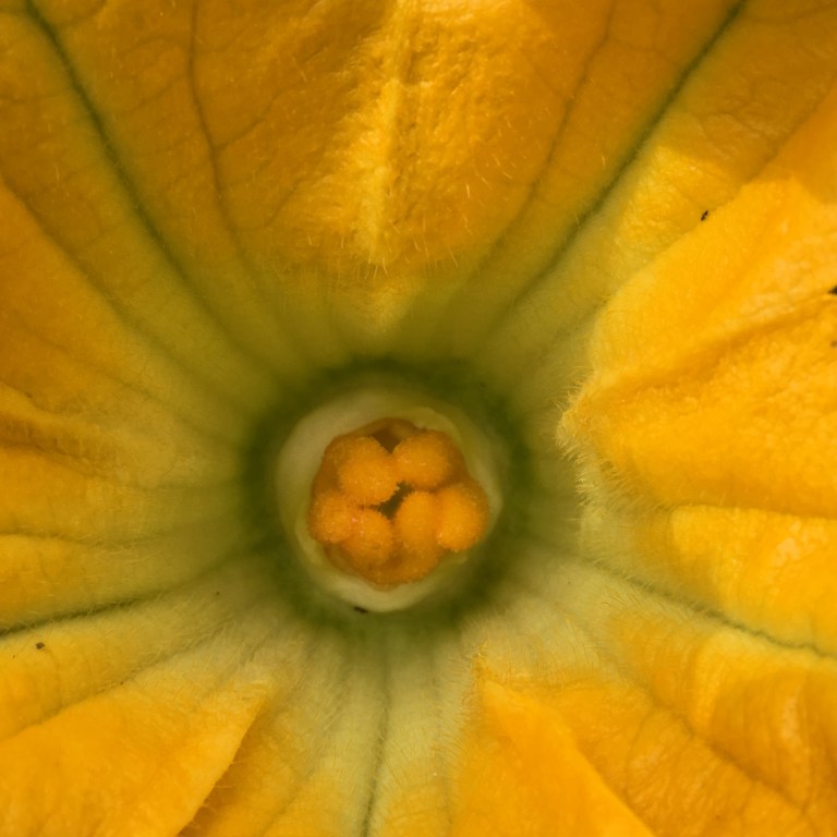 A close up photo of a yellow courgette flower.