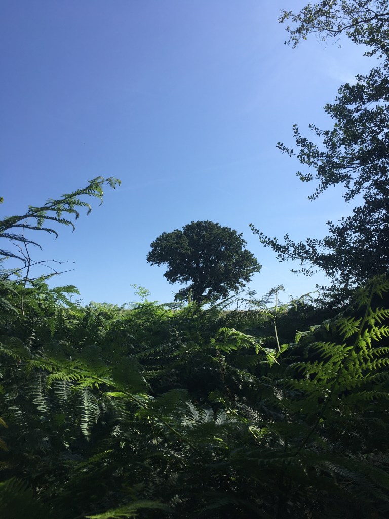 A photo of a leafy oak tree on a ridge in a green meadow under a cloudless blue sky