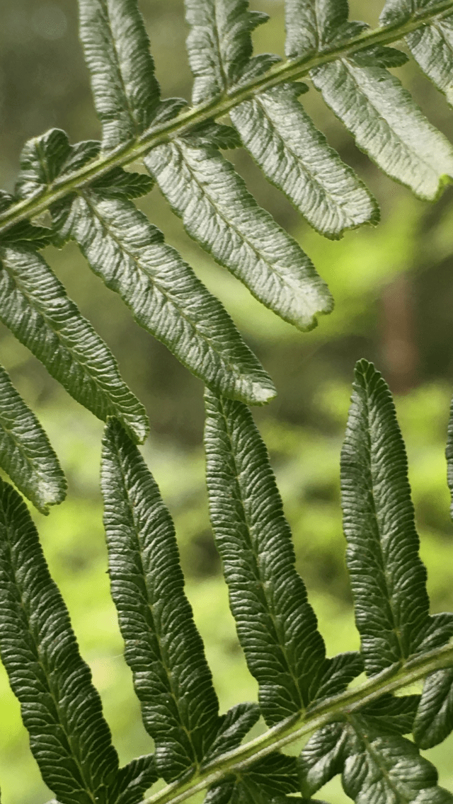 A close up photo of bracken leaves.