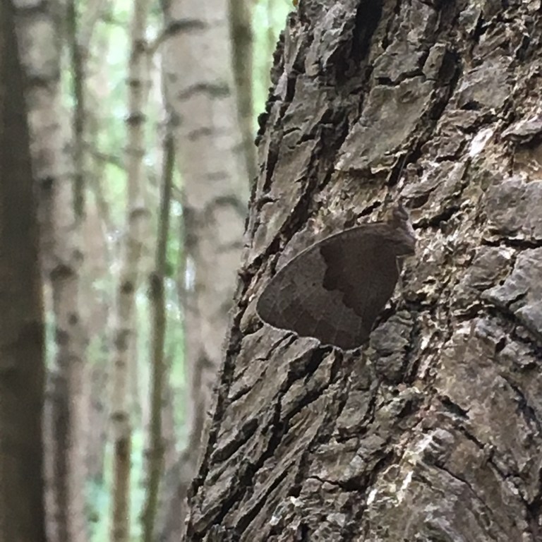 A photo of a butterfly sitting on a tree trunk, its wings the same grey/brown colour as the bark.