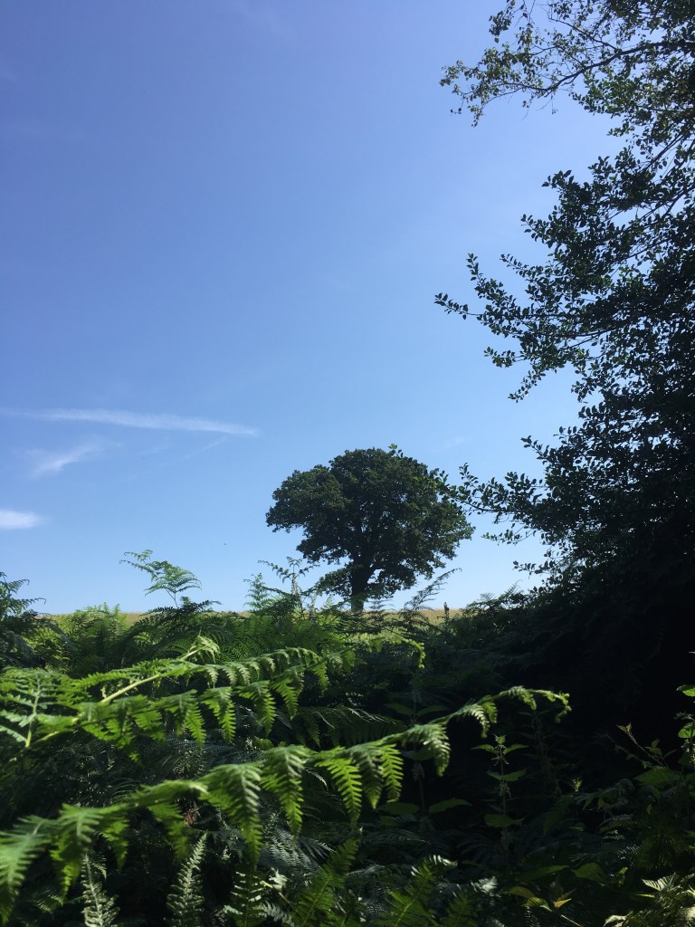 A photo of a leafy oak tree in a green meadow against a bright blue sky