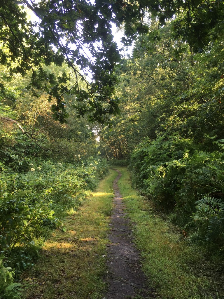 A photo of a woodland path