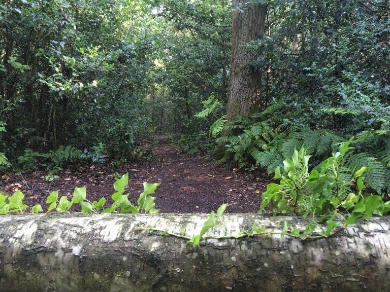 A photo of an ivy covered tree fallen across a woodland path 