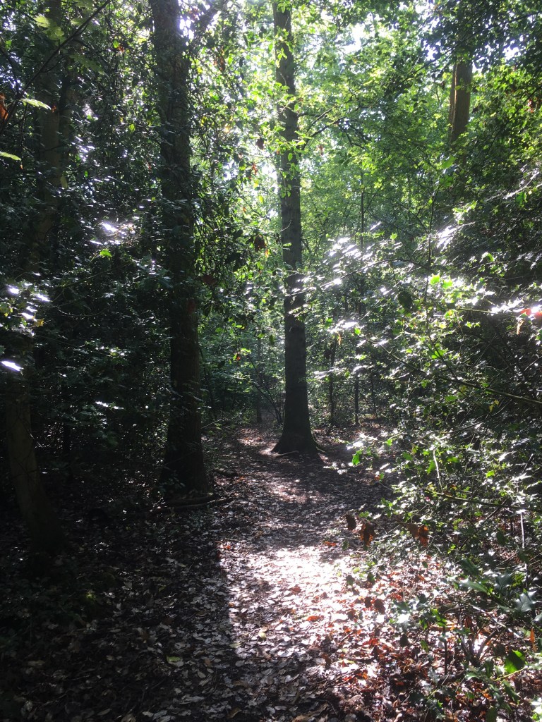A photo of a sunlit woodland glade