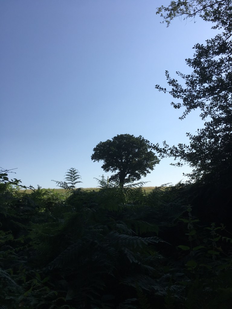 A photo of a leafy oak tree on a ridge in a meadow against a clear blue sky 