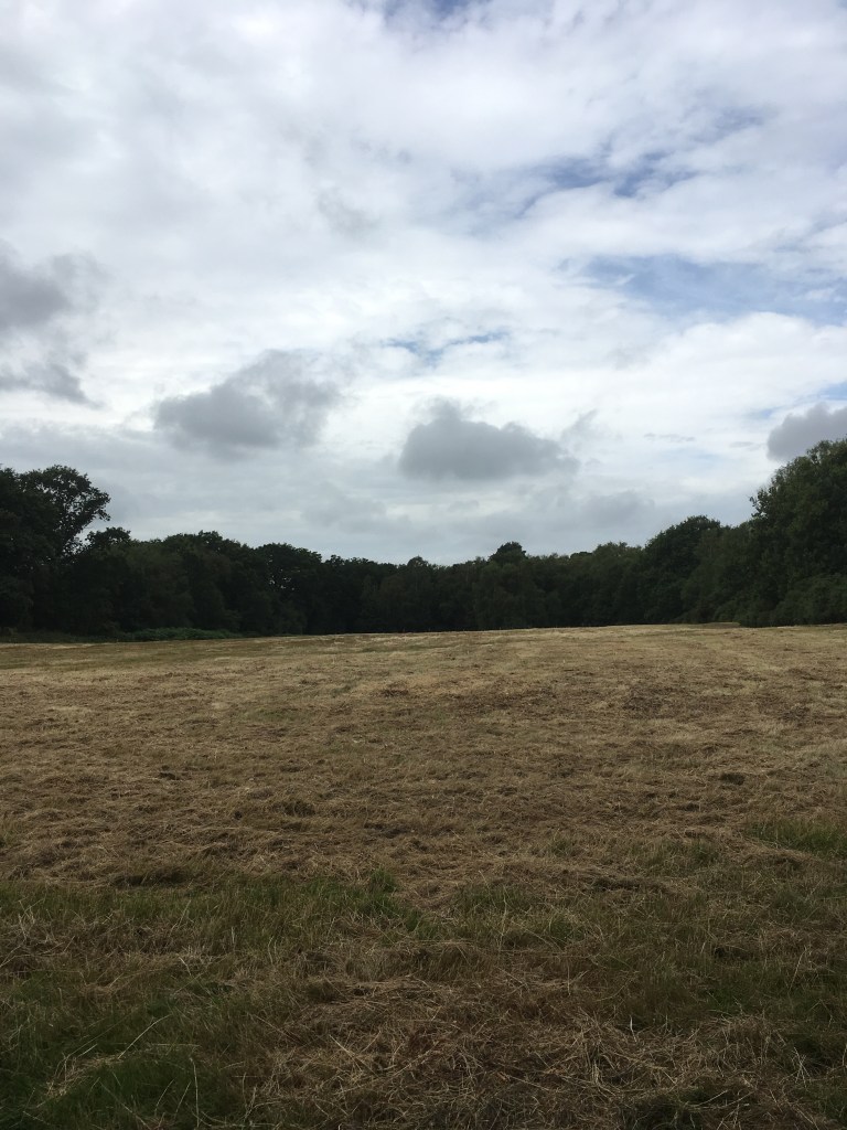 A photo of a freshly cut meadow surrounded by trees under a grey sky