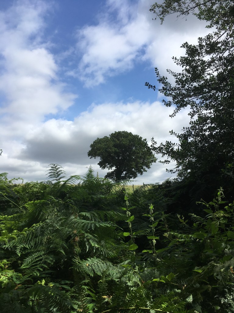 A photo of a leafy oak tree on a ridge in a meadow against a blue sky and fluffy white clouds 