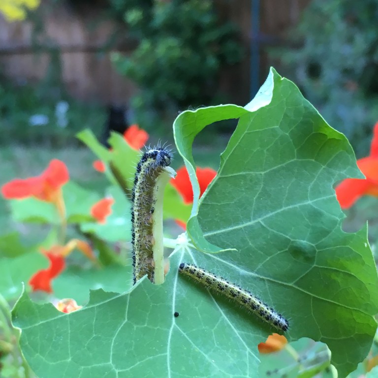 A photo of two black and yellow striped caterpillars munching on a bed of orange and yellow nasturtiums