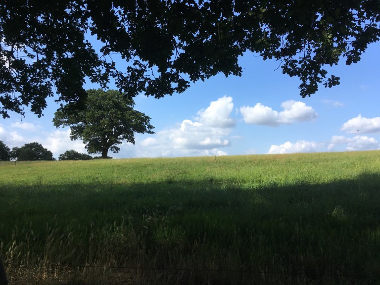 A photo of a leafy oak tree standing on a ridge in a green meadow against a blue sky from a different angle