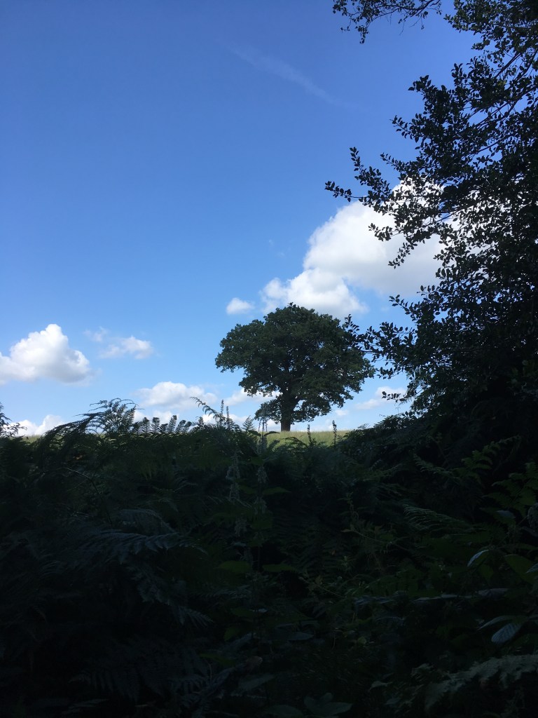 A photo of a leafy oak tree standing on a ridge in a green meadow against a blue sky.