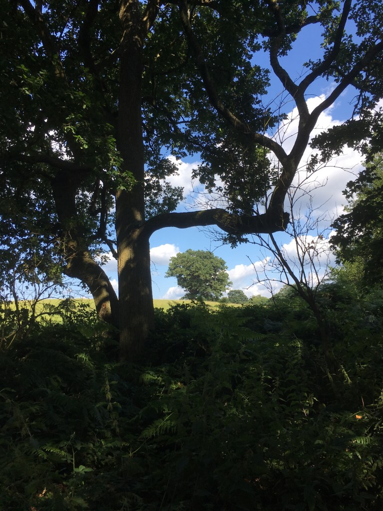 A photo of a leafy oak tree standing on a ridge in a green meadow against a blue sky framed by another tree