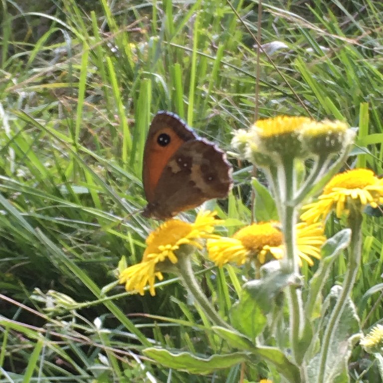 A photo of a butterfly basking on yellow flowers on a meadow