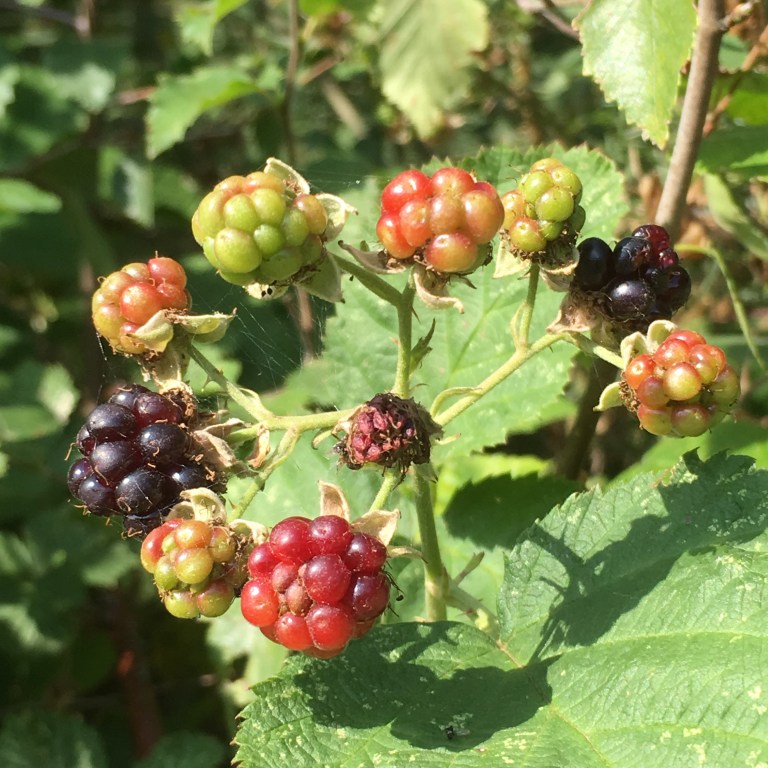 A cluster of blackberries in varies stages of ripening: green, red and plump purple 