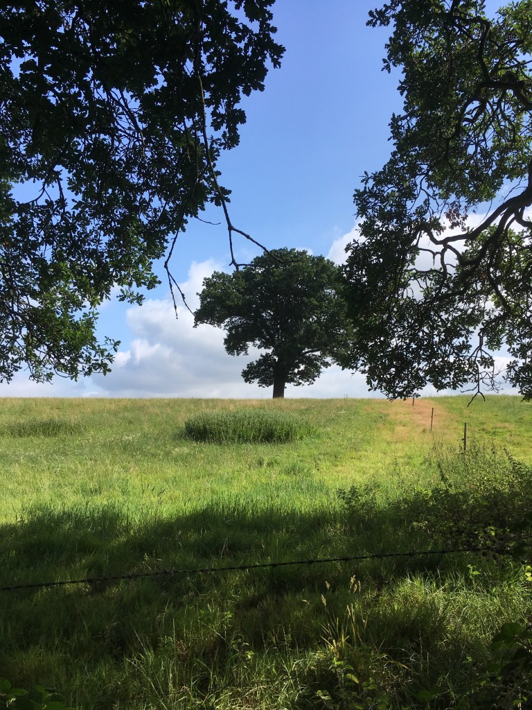 A photo of a leafy oak tree on a ridge in a green meadow against a blue sky dotted with white clouds 