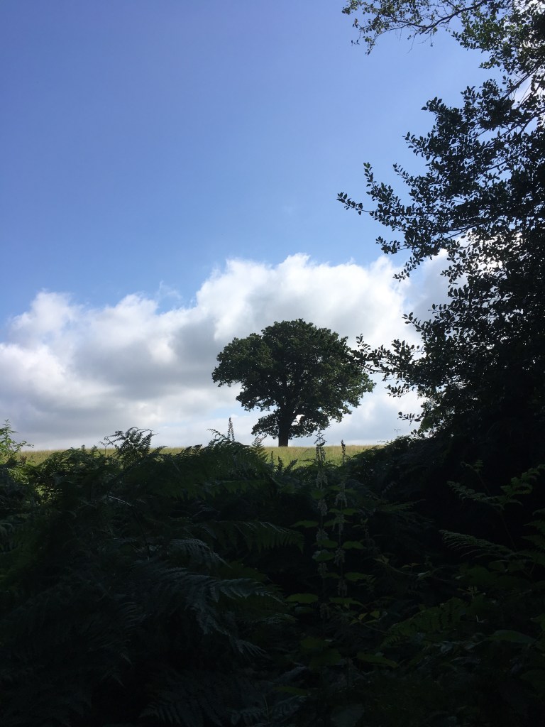 A photo of a leafy oak tree on a ridge in a green meadow against a blue sky dotted with white clouds 