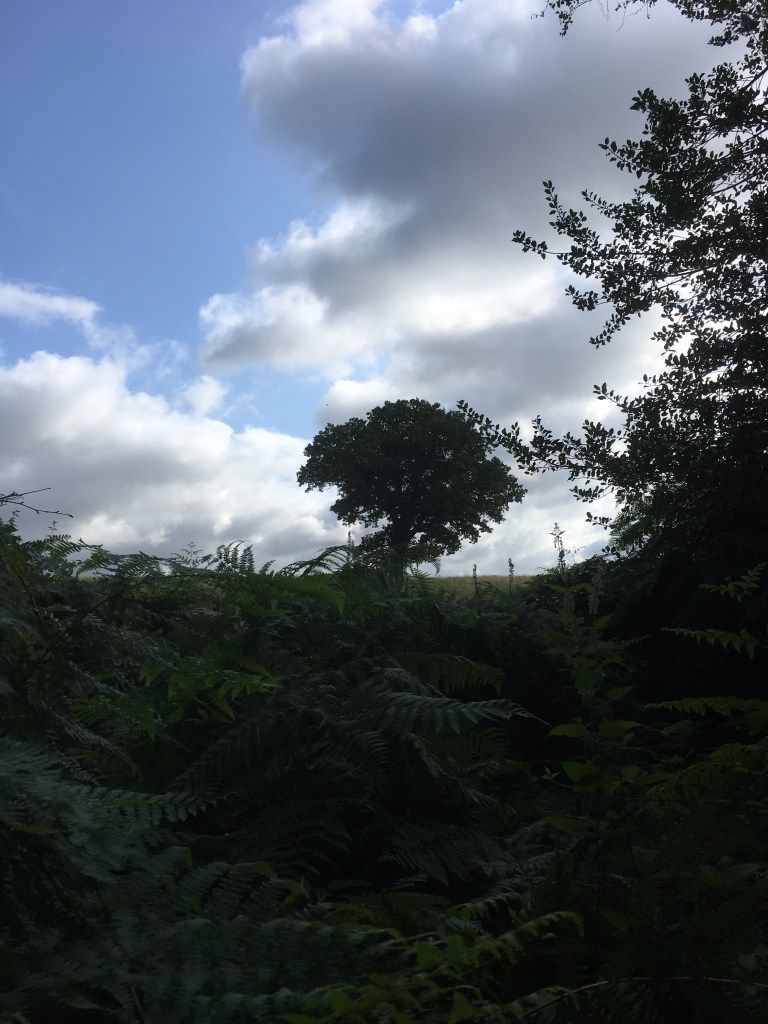 A photo of a leafy oak tree on a ridge in a green meadow under a blue sky dotted with white clouds