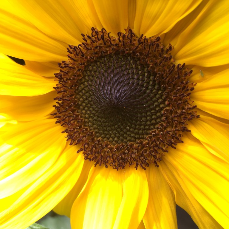 A close up photo of a sunflower