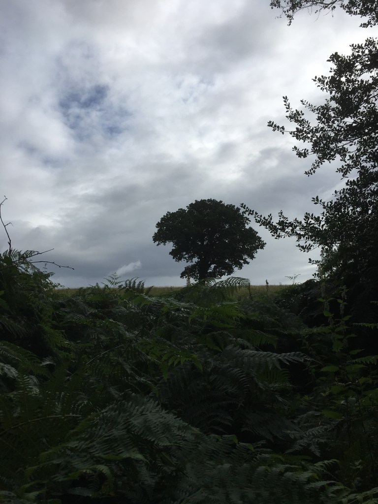 A photo of a leafy oak tree on a ridge in a green meadow against a sky filled with thick grey cloud