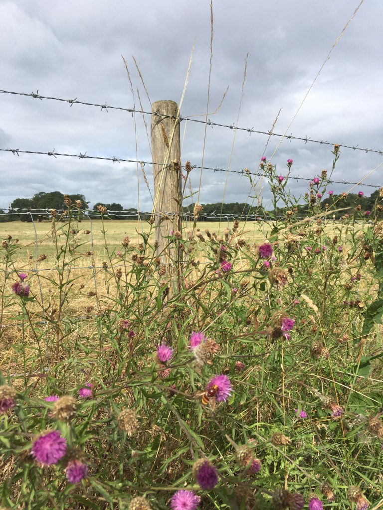 A photo of thistles growing against a barbed wire fence that edged meadowland.  Overhead grey clouds gather.  In the foreground a Hornet Mimic Hoverfly settles on a purple thistle flower.