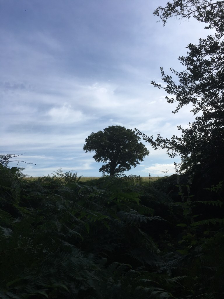 A photo of a leafy oak tree on a ridge in a straw coloured meadow. Above a sky of blue and wispy white cloud