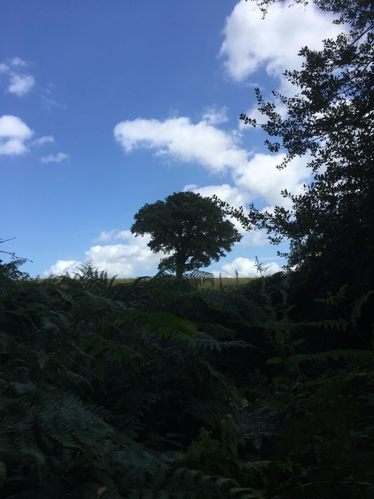 A photo of a leafy oak tree on a ridge in a straw coloured meadow under a blue sky dotted with fluffy white clouds