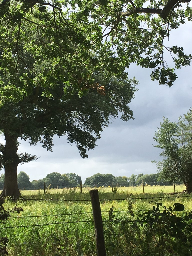 A photo of farm fields against a pewter sky.