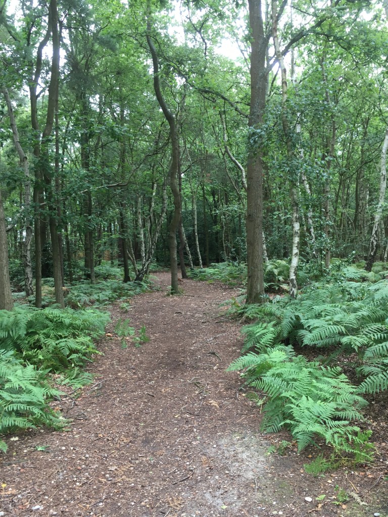 A photo of a fox farting behind a tree on a woodland path.
