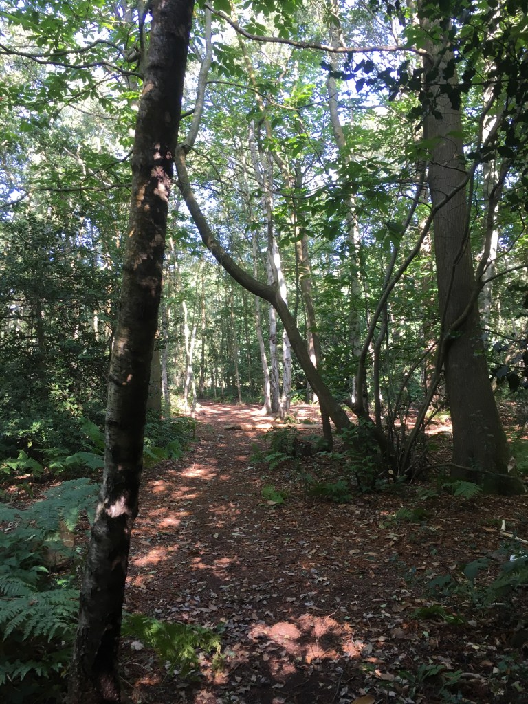 A photo of a woodland trail dappled with sunlight 