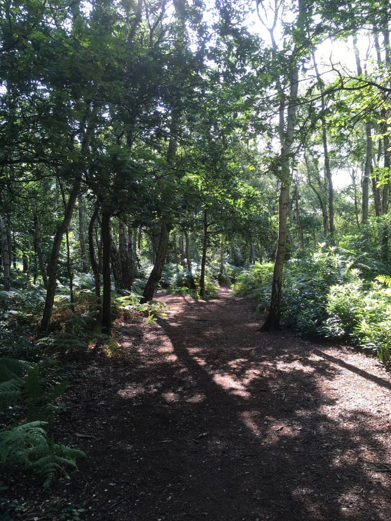 A photo of a woodland glade patterned with the slanted shadows of tree trunks