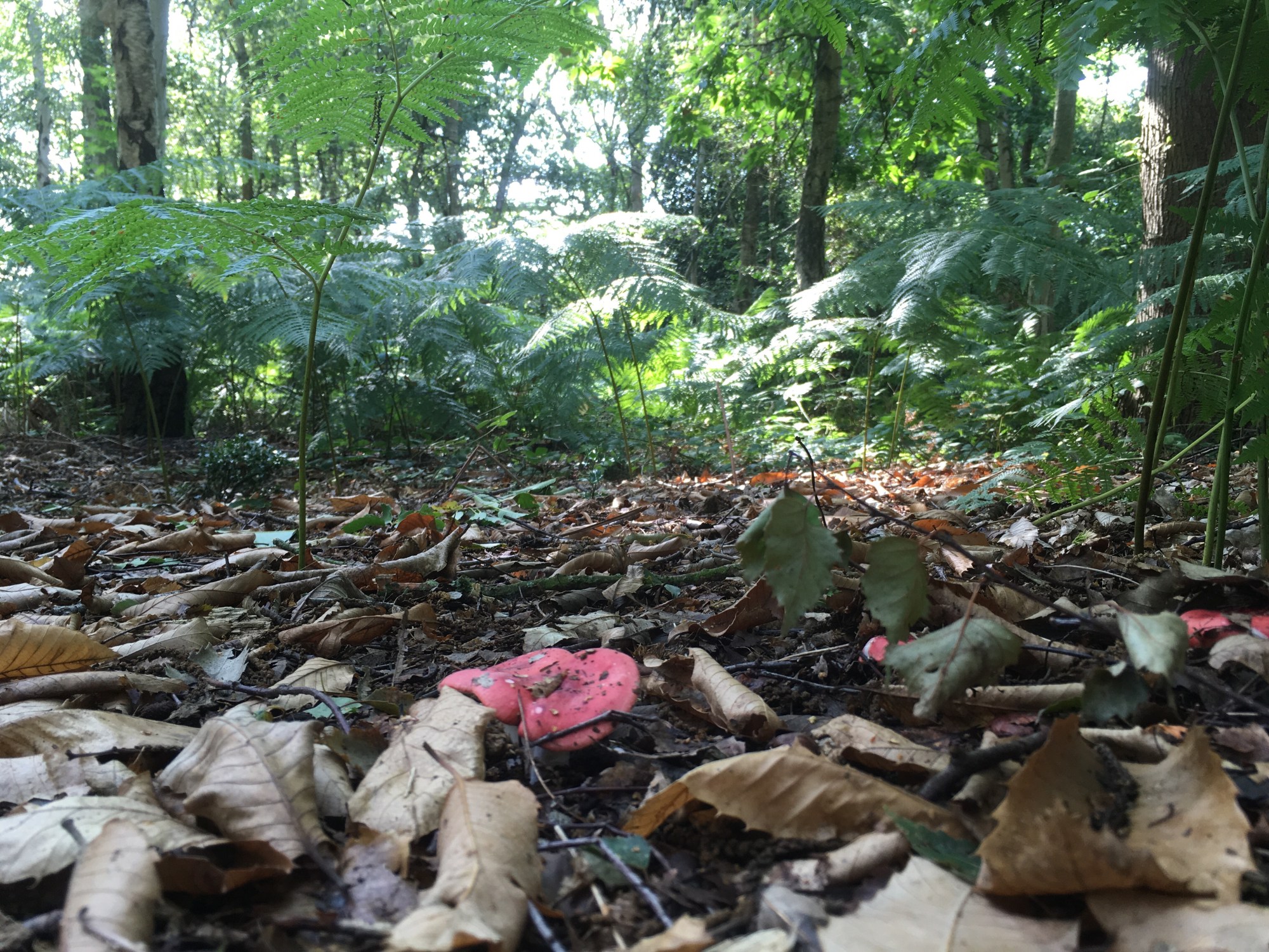 A photo of woodland leaf litter with red fungi growing in it.